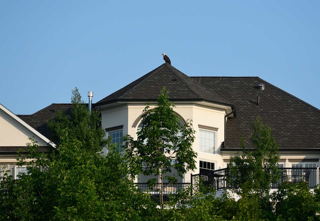 Haliaeetus leucocephalus washingtoniensis [400 mm, 1/4000 sec at f / 7.1, ISO 1600]